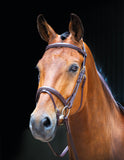 *Salisbury Bodenham Bridle (293)