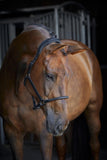 Catago Leather halter (41414001)